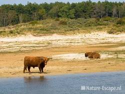 Schotse hooglanders, Doornvlak NHD1 100809