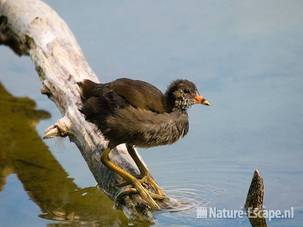 Waterhoen, jong, juveniel, Hijm NHD Castricum 8 100809