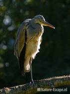 Blauwe reiger, Avifauna 1 180909