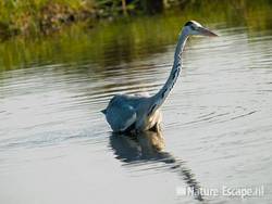 Blauwe reiger, jagend, de Reef 10 190909