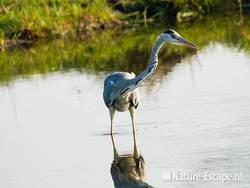 Blauwe reiger, jagend, de Reef 11 190909