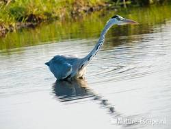 Blauwe reiger, jagend, de Reef 8 190909