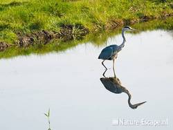 Blauwe reiger, jagend, de Reef 9 190909