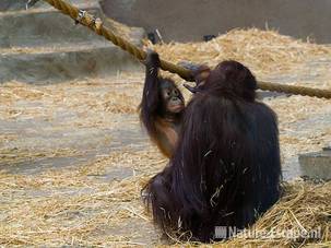 Borneo orang oetan, vrouw en jong, Burgers Zoo 1 280709