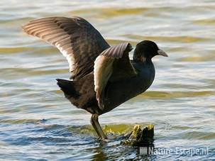 Meerkoet, balancerend, Hijm NHD Castricum 4 160909