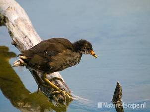 Waterhoen, jong, juveniel, Hijm NHD Castricum 11 100809