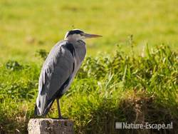 Blauwe reiger, op paal, Hekslootpolder, Spaarndam 5 181009