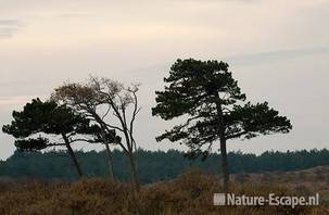 Bomen, dennen en eiken, NPZK MHD1 201109