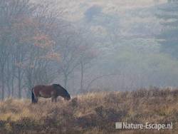 Exmoor pony, grazend in mist, Doornvlak NHD1 211109