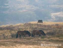 Exmoor pony's, grazend, in mist, Doornvlak NHD3 211109