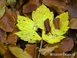 Gewone esdoorn, herfstblad, tussen ander blad Elswout 1, 301009