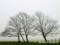 Gewone esdoorns, in mist, Busch en Dam 1 081109