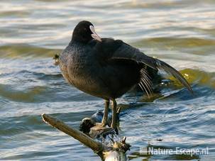 Meerkoet, balancerend, Hijm NHD Castricum 5 160909