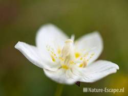 Parnassia, NHD Egmond 11 110809