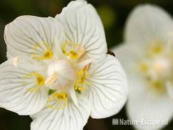 Parnassia, NHD Egmond 13 110809