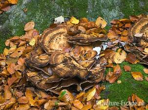 Reuzenzwam, tussen gevallen blad, landgoed Elswout 1 301009