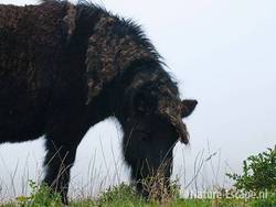 Shetland pony, grazend, Aagtendijk 3 081109