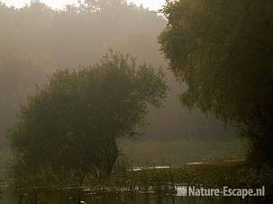 Wilg, wilgjes langs Zwarteveldkanaal, tegenlicht, AWD1 231009