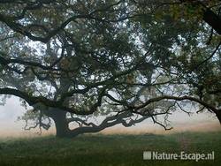 Zomereik, kronkelige, grillige eiken, in de mist AWD2 231009