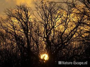 Bomen, in vuur en vlam door opkomende zon AWD1 121209