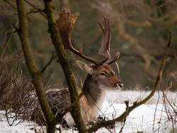 Damhert, bok,  rustend in sneeuw, AWD1 231209