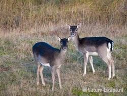 Damherten, AWD1 121209