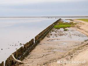 Het wad bij Moddergat 2 111209