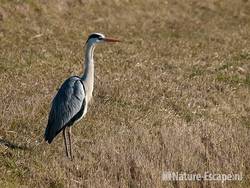 Blauwe reiger, Zwmp1 070310