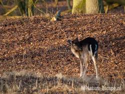 Damhert, een jong hert, AWD1 230210