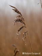 Riet, rietpluim met druppels door mist, Zwmp2 060210