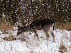 Damhert, foeragerend in de sneeuw AWD2 231209