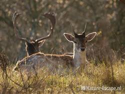 Damhert, jonge bok met spiesen, AWD1 090410