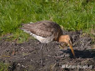 Grutto, foeragerend, Akersloot 1 100410