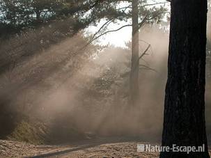 Pad, in zon en mist, bij Oosterplas, NPZK1 170410