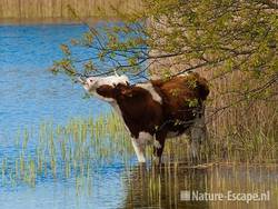 Koe, roodbont, foeragerend, staand in water AWD1 