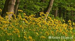 Voorjaarszonnebloem, bloemen in bos, Elswout 1 110510