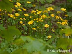 Voorjaarszonnebloem, bloemen in bos, Elswout 3 110510