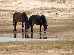 Exmoor pony's, Doornvlak 1 150510