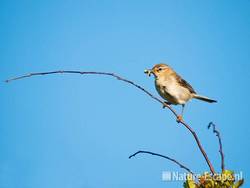 Fitis, met rupsen, NHD Castricum 1 020610