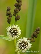 Grote egelskop, detail bloemen en bloemknoppen, Zwanenwater 2 130710