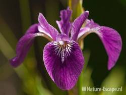 Iris laevigata, detail bloem, tB1 050610