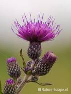 Kale jonker, detail bloem en bloemknoppen, Zwanenwater 1 130710