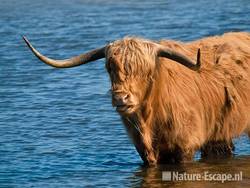 Schotse hooglander, in water, portret, Doornvlak 1 100710