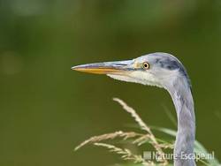 Blauwe reiger, juveniel, detail kop, Hekslootpolder 1 240710