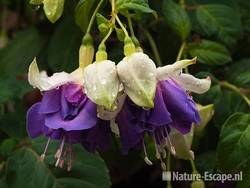 Fuchsia, detail bloem Fuchsiaboerderij Stokkum 2 280710