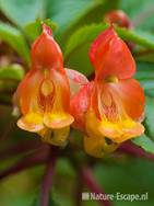 Impatiens auricoma 'Jungle Glow', bloemen, Fuchsiaboerderij Stokkum 1 280710