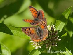 Kleine vuurvlinder, man en vrouw, op koninginnekruid, AWD1 300710