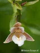 Moeraswespenorchis, detail bloem, tB1 200710