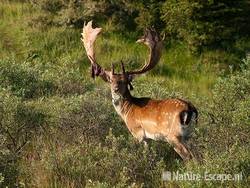 Damhert, bok met gedeeltelijk geveegd gewei, AWD2 140810