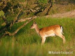 Damhert, jonge bok, AWD1 140810